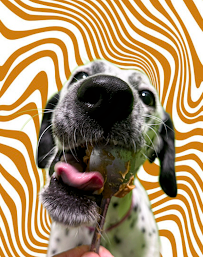 PetSuites Fern Creek - Photo 9 - Car repair in Louisville, KY, Louisville