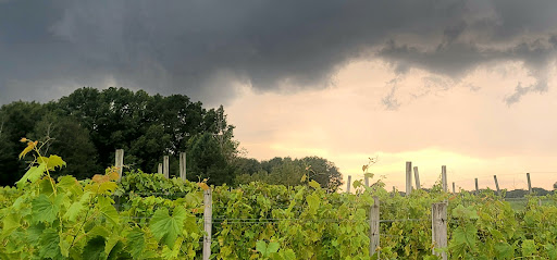 Vineyard «Sandhill Crane Vineyards», reviews and photos, 4724 Walz Rd, Jackson, MI 49201, USA