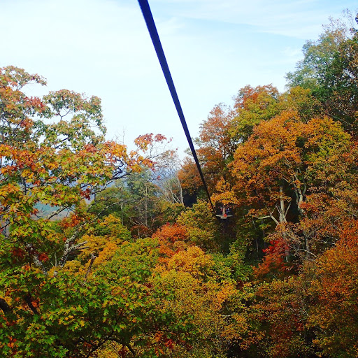 Tourist Attraction «The Gorge - A Zipline Canopy Tour», reviews and photos, 166 Honey Bee Dr, Saluda, NC 28773, USA