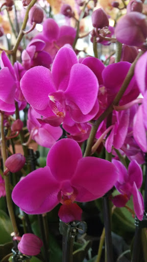 Florist «Natural Orchids Boutique», reviews and photos, 10129 SW 72nd St, Miami, FL 33173, USA