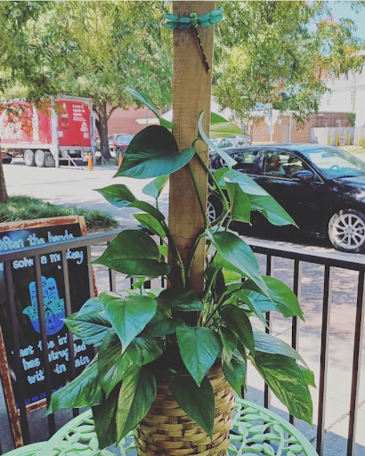 Florist «The Sunflower Florist Inc.», reviews and photos, 1908 Colley Ave, Norfolk, VA 23517, USA