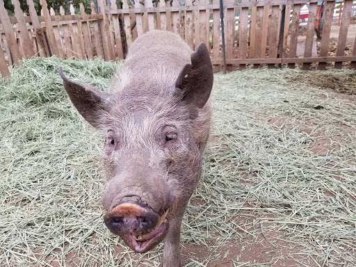 San Diego Farm Animal Rescue