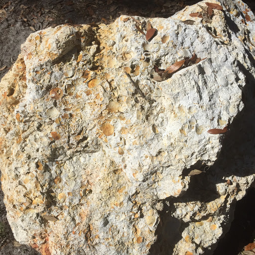 Park «Trimble Park», reviews and photos, 5802 Trimble Park Rd, Mt Dora, FL 32757, USA