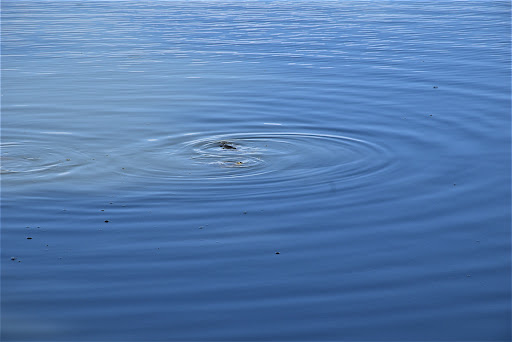 Park «Huston Lake Park», reviews and photos, 850 S Bryant St, Denver, CO 80219, USA