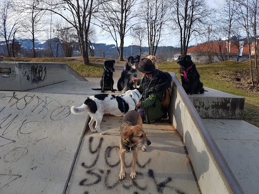 Dr.med.vet. Bernd Lemmer Tierarzt unter Sonthofen, Bayern