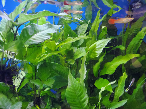 Tropical Fish Store «Tokyo Aquarium», reviews and photos, 4600 W Adams Blvd, Los Angeles, CA 90016, USA