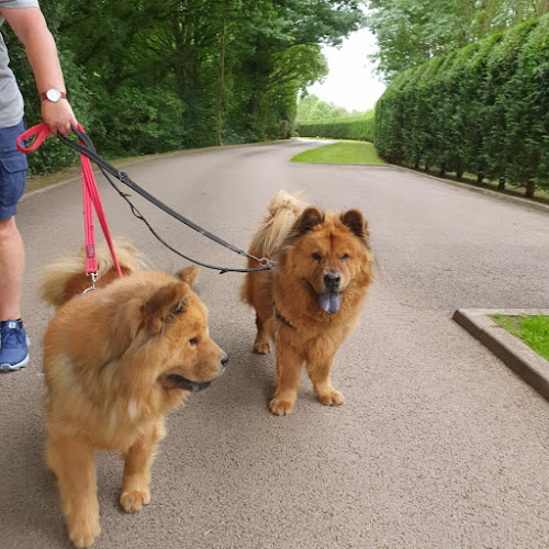 Reviews of Bounders Dog Walking in Birmingham - Dog trainer