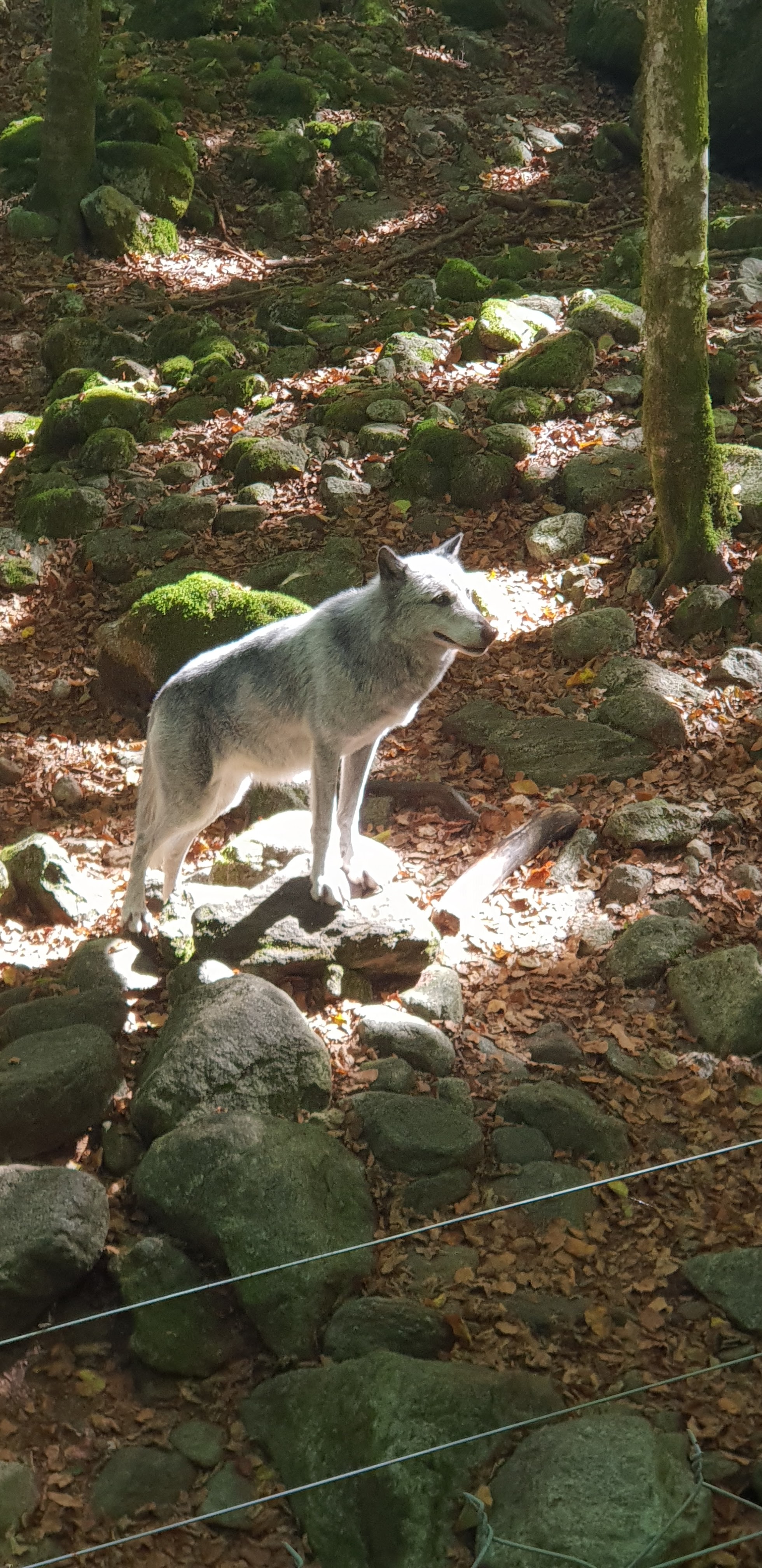 Photo n° 9 de l'avis de Christophe.e fait le 26/09/2018 à 10:29