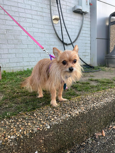 Nissan Dealer «Pat Peck Nissan - Gulfport», reviews and photos, 9480 US 49, Gulfport, MS 39503, USA