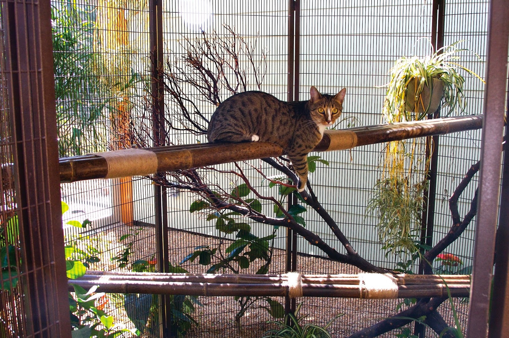 Pet Camp Cat Safari