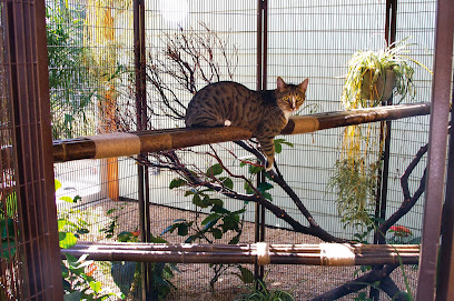 Pet Camp: Cat Safari
