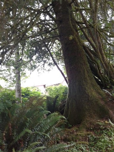 Campground «Hard Rain Cafe», reviews and photos, 5763 Upper Hoh Rd, Forks, WA 98331, USA