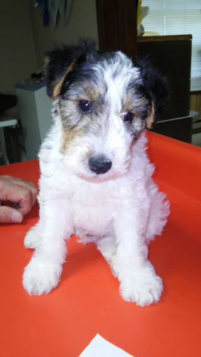 Mountain Veterinary Clinic