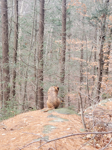 State Park «Wilson Mountain Reservation», reviews and photos, 384 Common St, Dedham, MA 02026, USA