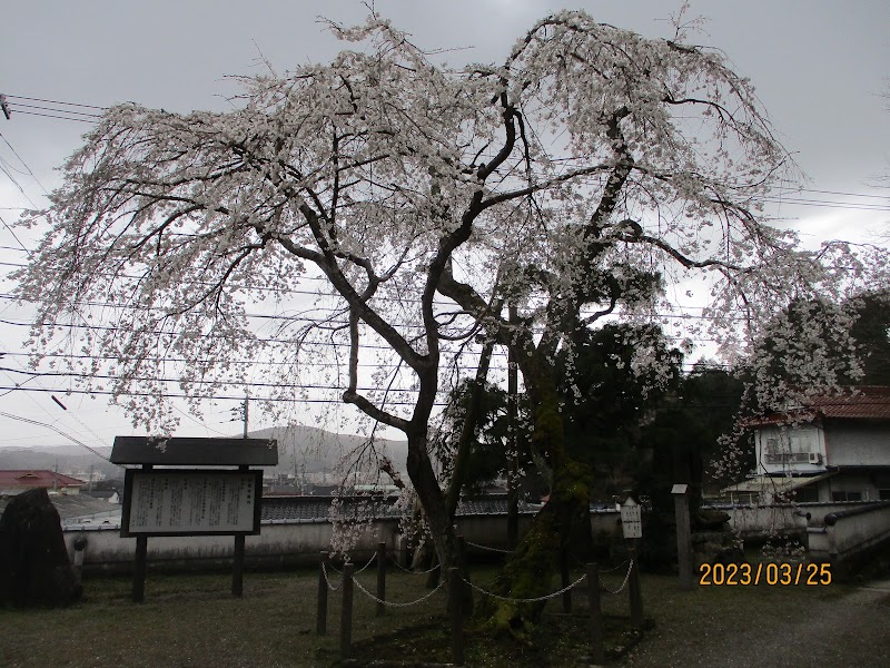 伝・大石良雄手植の枝垂桜