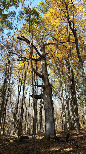 Nature Preserve «Schiff Natural Lands Trust/Schiff Nature Preserve», reviews and photos, 339 Pleasant Valley Rd, Mendham, NJ 07945, USA