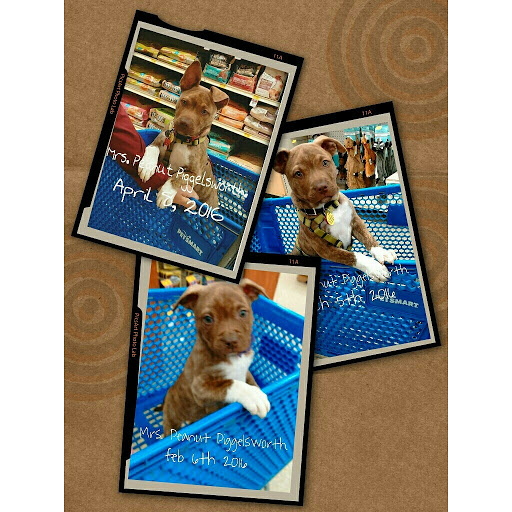 Pet Supply Store «PetSmart», reviews and photos, 1810 Cumming Hwy, Canton, GA 30114, USA