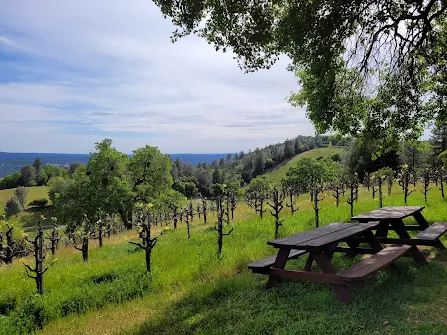 Craft beer at a brewery in Placerville California