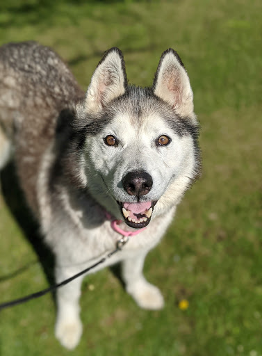 Dog Day Care Center «Pet Me Scratch Me», reviews and photos, 2551 E Main St, Onalaska, WI 54650, USA