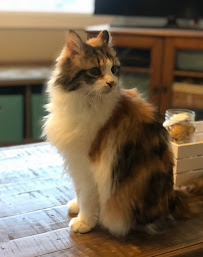 All Kritter Kare - Photo 5 - Car repair in , Idaho Falls