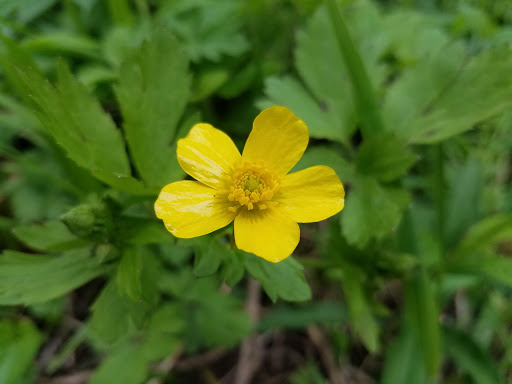Nature Preserve «Starkey Park», reviews and photos, 667 Sugarbush Dr, Zionsville, IN 46077, USA