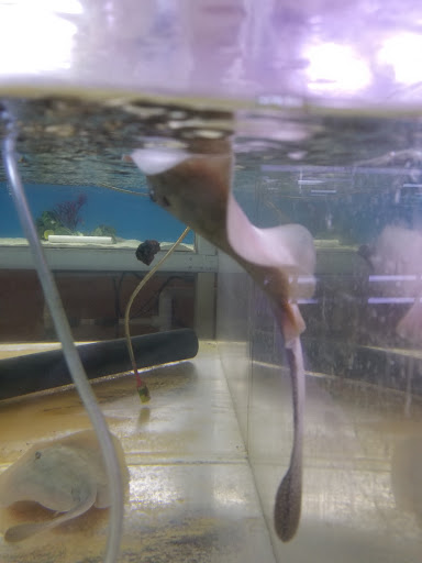 Aquarium Pomona