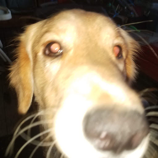 Pet Supply Store «Petco Animal Supplies», reviews and photos, 200 McMahan Blvd, Marion, OH 43302, USA