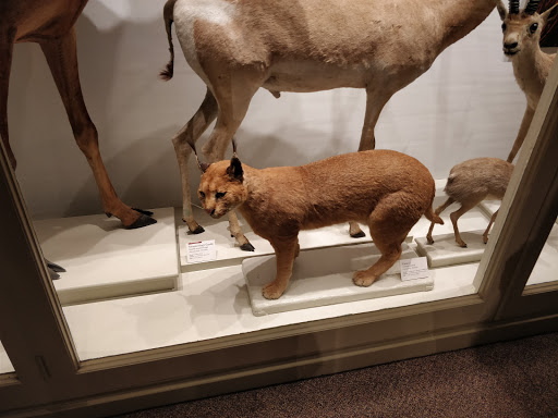 Museum «Peabody Museum of Archaeology and Ethnology», reviews and photos, 11 Divinity Ave, Cambridge, MA 02138, USA