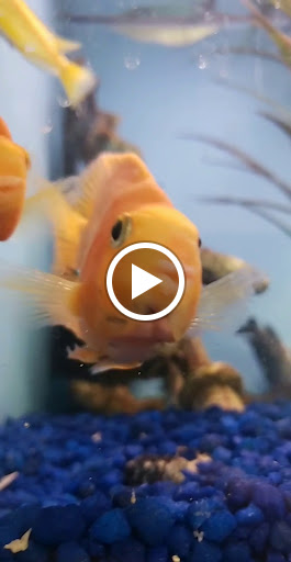 Pet Store «Fins Feathers Paws Claws», reviews and photos, 201 Station Rd, Quakertown, PA 18951, USA