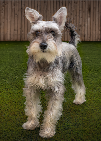 Paws & Rec Inc. - Photo 7 - Car repair in Brooklyn, NY, Brooklyn