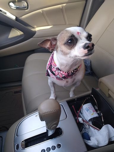 Pet Groomer «Furry Tails Pet Grooming», reviews and photos, 865 Cypress Pkwy, Poinciana, FL 34759, USA