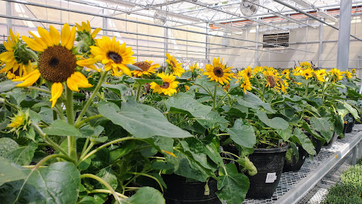 Produce Market «E Draghi & Son Farm Stand», reviews and photos, 86 Main St, South Glastonbury, CT 06073, USA