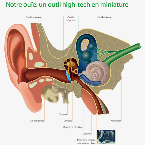 Magasin d'appareils auditifs AUDITION BRIBES-HERAND Audioprothésiste Appareils Auditifs Protection de l'audition Pérols