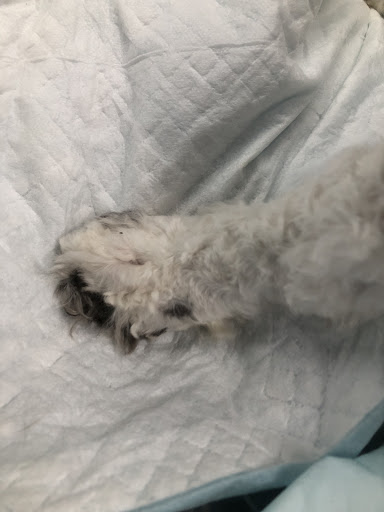 Pet Supply Store «PetSmart», reviews and photos, 358 Broadway, Saugus, MA 01906, USA