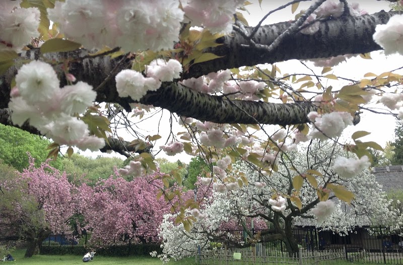 桜の園なかよし広場