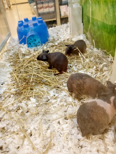 Pet Supply Store «PetSmart», reviews and photos, 5241 Frederica St, Owensboro, KY 42301, USA