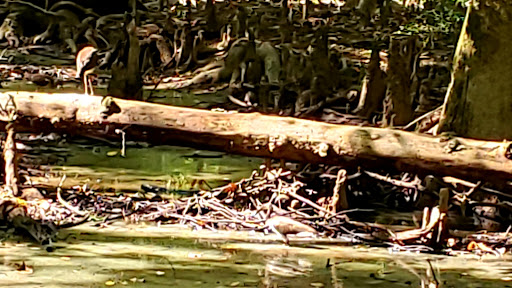 National Park «Congaree National Park», reviews and photos, 100 National Park Rd, Hopkins, SC 29061, USA