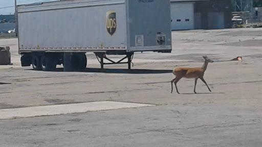 Shipping and Mailing Service «UPS Customer Center - Buffalo», reviews and photos, 931 Bailey Ave, Buffalo, NY 14206, USA