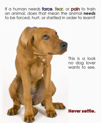 Animal Psychology Clinic