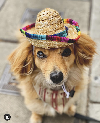 Pet Supply Store «Cole Valley Pets», reviews and photos, 910 Cole St, San Francisco, CA 94117, USA