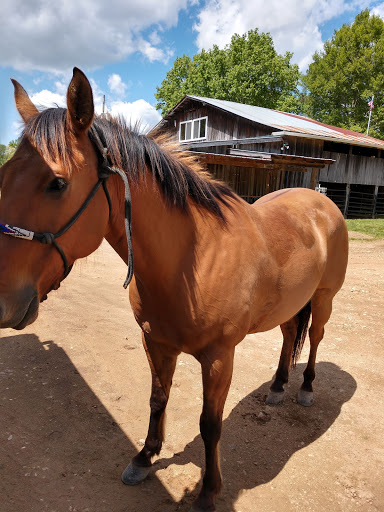 Horseback Riding Service «Long C Trails», reviews and photos, 8959 Hanes Rd, Westmoreland, TN 37186, USA