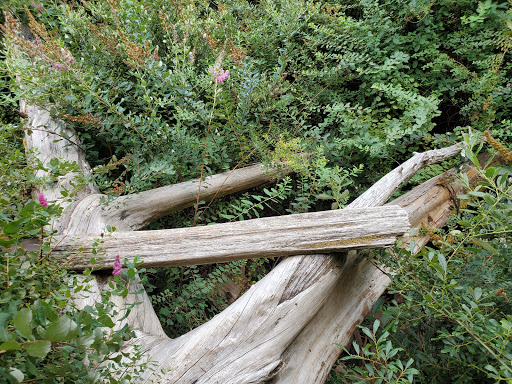 Nature Preserve «Gazzam Lake Nature Preserve», reviews and photos, 6105 NE Marshall Rd, Bainbridge Island, WA 98110, USA