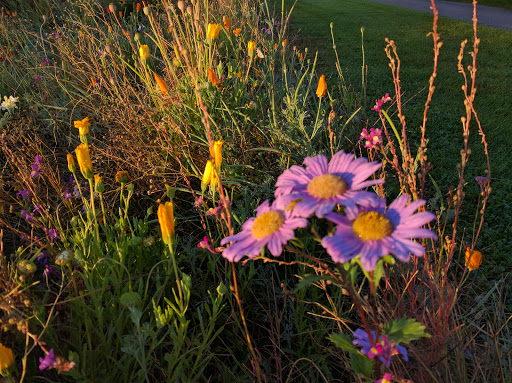 Public Golf Course «Willis Case Golf Course», reviews and photos, 4999 Vrain St, Denver, CO 80212, USA