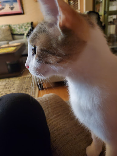 Pet Supply Store «PetSmart», reviews and photos, 2477 Naglee Rd, Tracy, CA 95304, USA