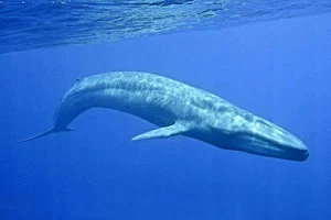 Mirissa Whale Snorkeling and Watching Tours image