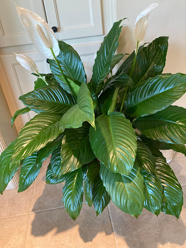 Florist «Wildflower Florist», reviews and photos, 5115 Louetta Rd, Spring, TX 77379, USA