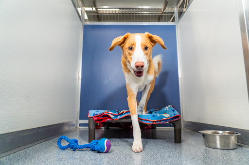 Kennelwood Pet Resort