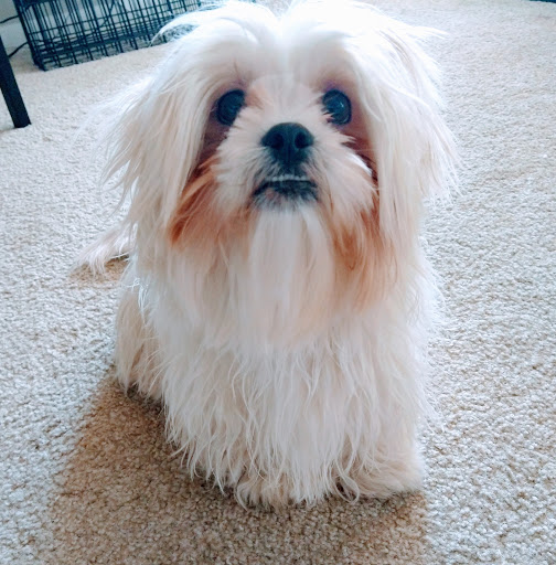 Pet Supply Store «EarthWise Pet», reviews and photos, 4880 Lower Roswell Rd #10, Marietta, GA 30068, USA