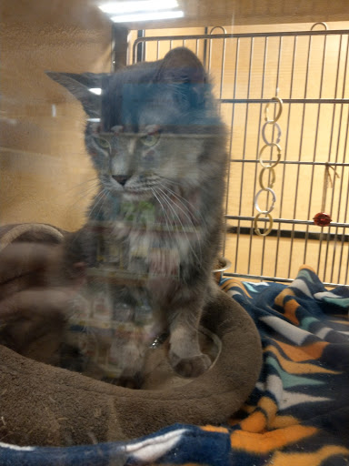 Pet Supply Store «PetSmart», reviews and photos, 2101 Elmwood Ave, Buffalo, NY 14207, USA