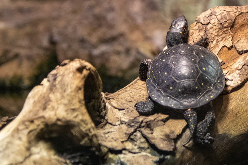 Aquarium «Aquarium of Niagara», reviews and photos, 701 Whirlpool St, Niagara Falls, NY 14301, USA